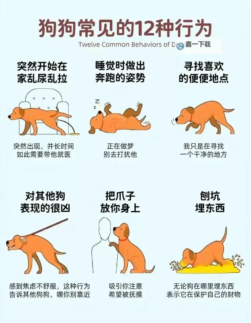 怎样引导狗狗进入自己：实用技巧与温馨指南图1