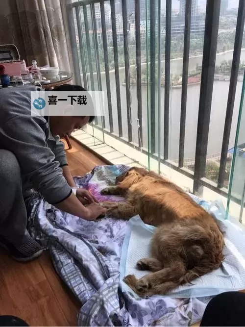 与自己养的金毛做了五天:温馨陪伴与成长的点滴图1