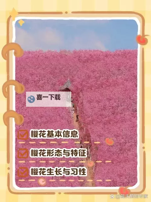 91樱花永久网站在线看：免费在线观看最新高清樱花片源图1