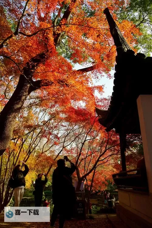 秋霞手机版:畅享高清大片的最佳影视平台图1