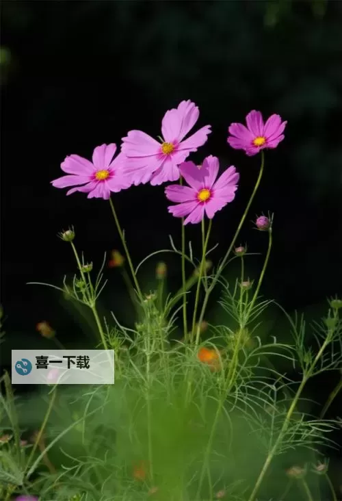 《动物森友会》黑色波斯菊杂交方法及条件介绍 黑色波斯菊怎么杂交图1