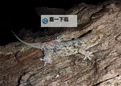 遇到危险就裸奔的壁虎：勇敢面对挑战的自然之谜图1