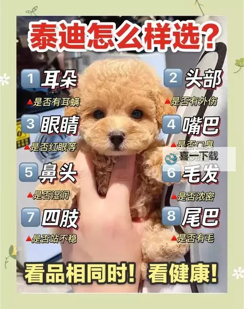 寻找泰迪2 游戏性及优缺点等上手图文心得 寻找泰迪2好玩吗图1