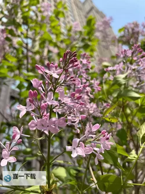 激情绽放:深入探秘五月丁香综合六月激情的魅力与魅力图1