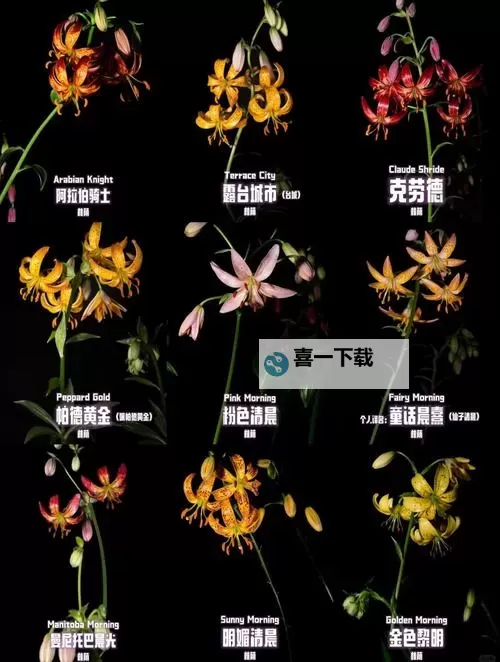 《动物森友会》黑色百合杂交方法及条件介绍 黑色百合怎么杂交图1