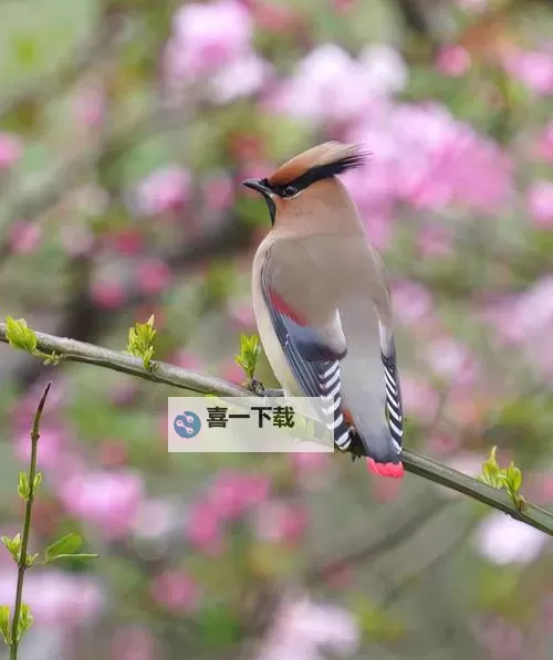 中国一级毛卡片免费领取攻略与最新优惠信息图1