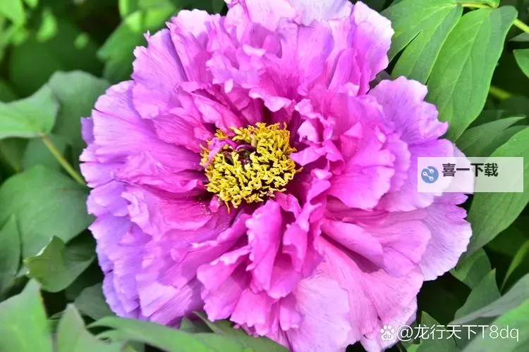 亭亭玉立国色天香——四月天成人精品呈献极致美丽享受图1