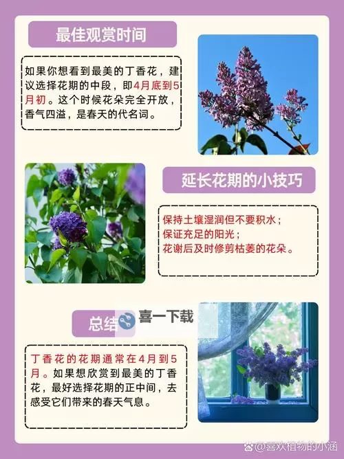 五月丁香花六月色综合：绚丽花海中的夏日盛宴图1