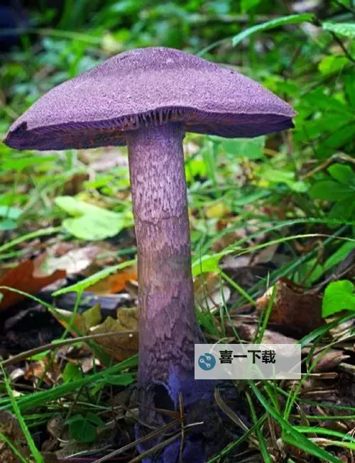 紫黑蘑菇横冲直撞引发红肿，《jH视频》揭秘奇特反应图2