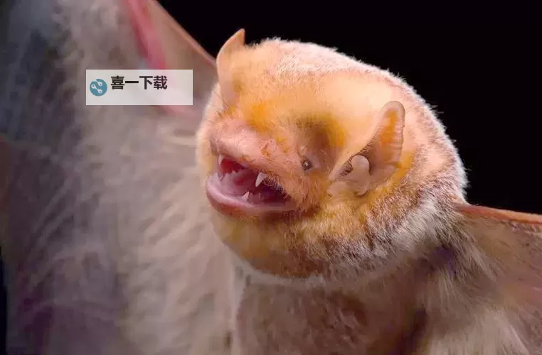 《动物王者》蝙蝠亨利值得养吗？ 《动物王者》蝙蝠亨利怎么样图1