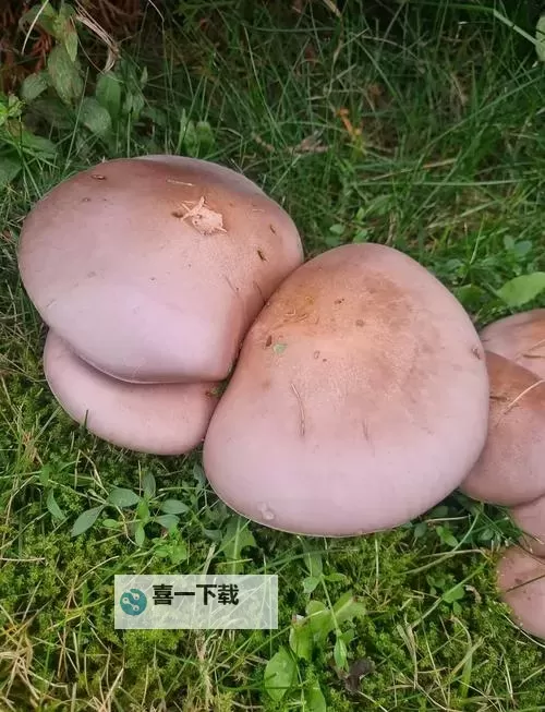 紫黑蘑菇横冲直撞引发红肿，《jH视频》揭秘奇特反应图1