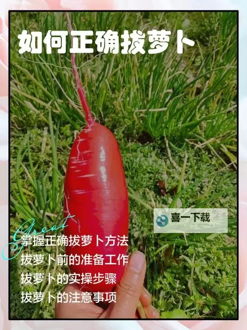 趣味十足的正确的拔萝卜视频：锻炼耐心与技巧的最佳演示图1