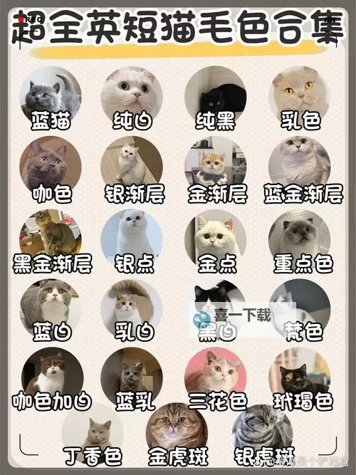 【限时优惠】立即领取毛色免费体验，让你的宠物焕然一新！图1