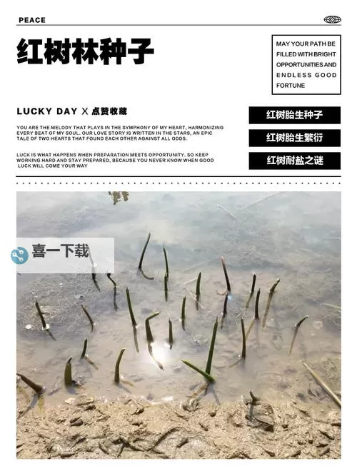 森林 种子获取方法图1