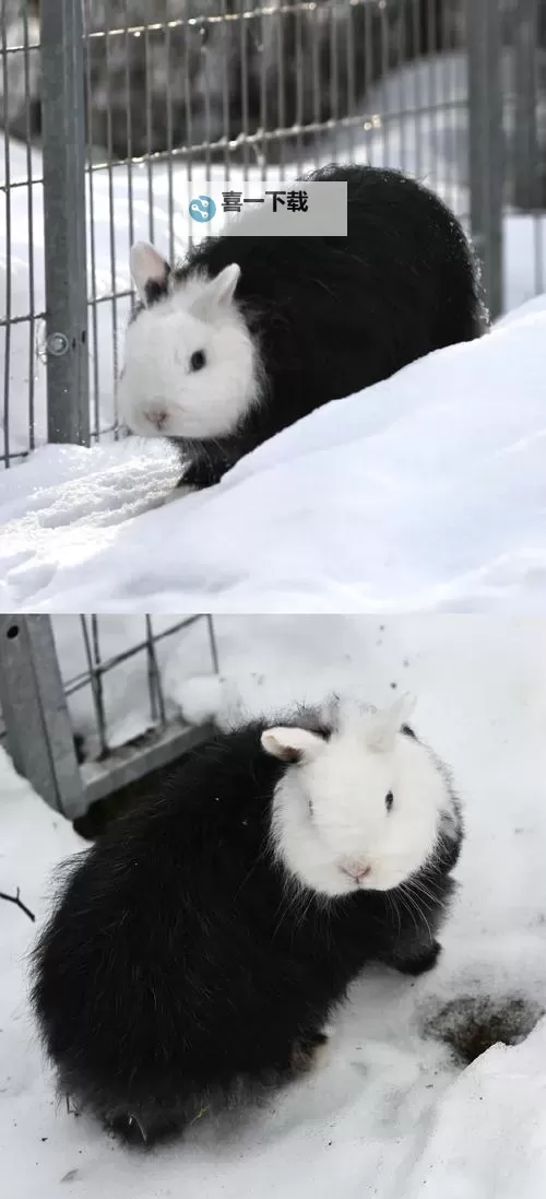 猪第一次见到雪太兴奋：一只小猪的雪地冒险记图1