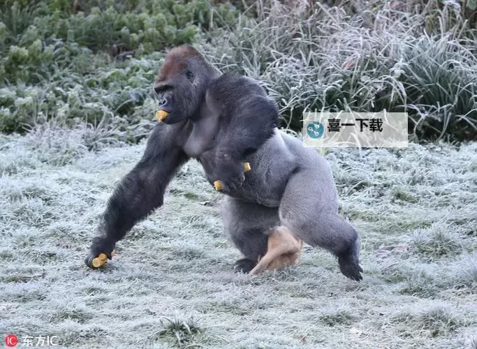 探索多元文化魅力：zooskzooskoo性欧美的精彩世界图1