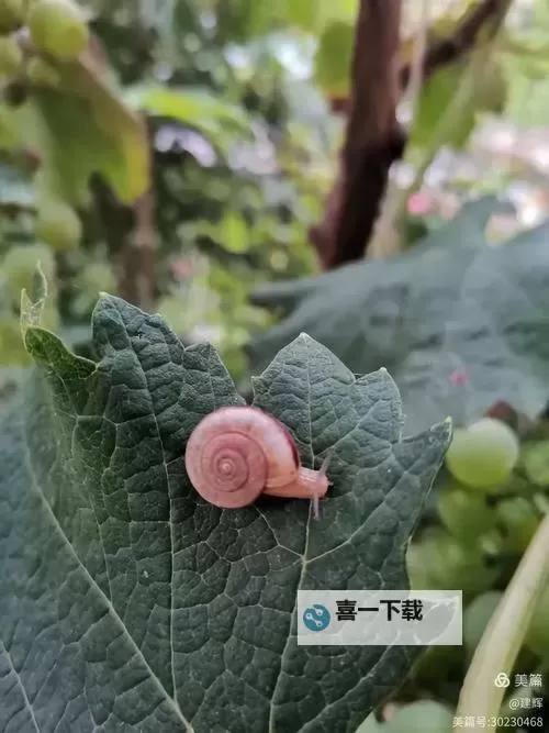 含羞草传媒2023免费路线观看:最新免费在线观看指南图1