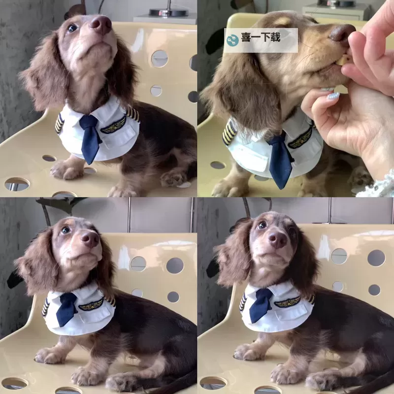 心动小狗电脑版下载 横向测评：电脑玩心动小狗模拟器推荐图1