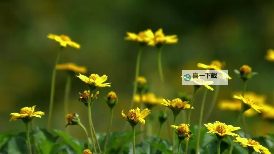 探索独特魅力：韩国野花视频8完整赏析图1