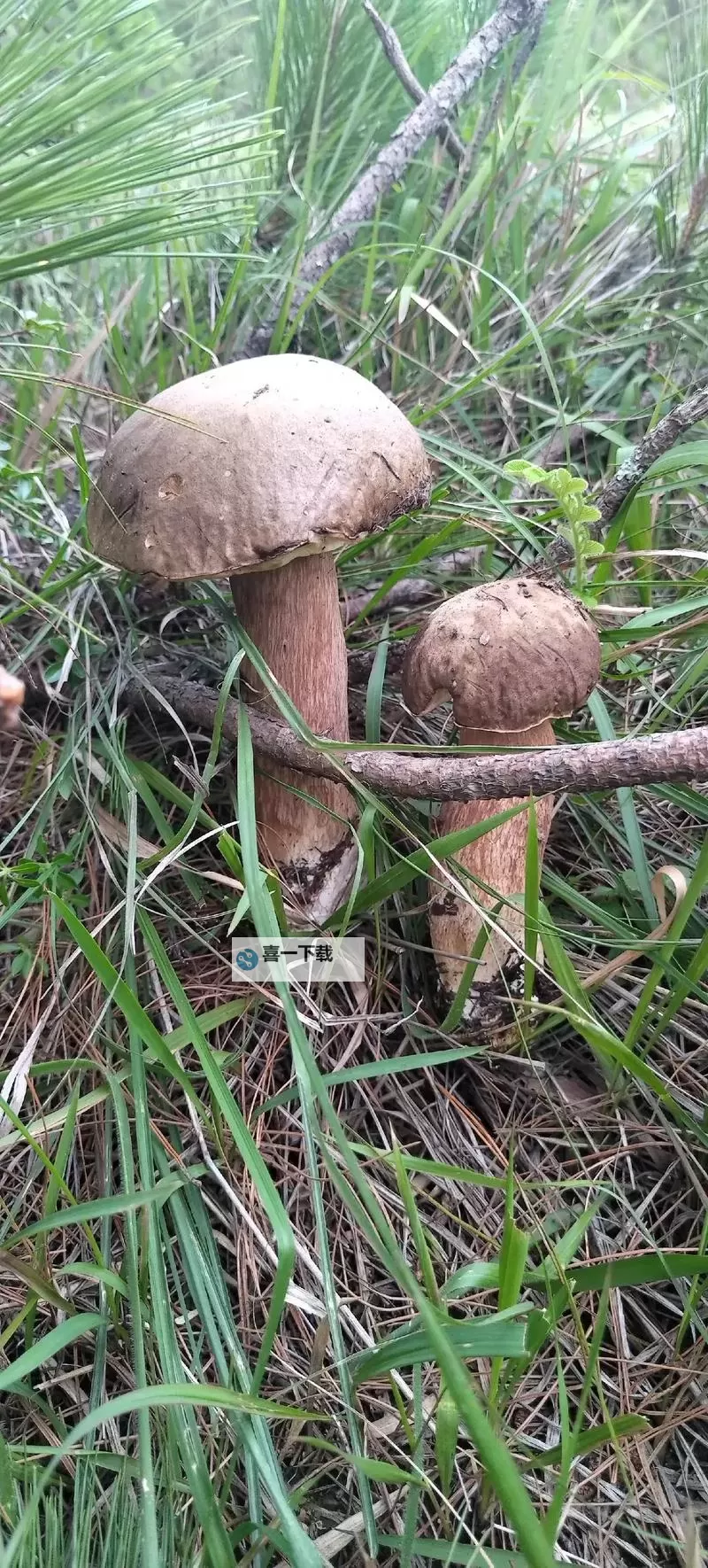 成人蘑菇视频：黑土深处的生长与光影之歌图1