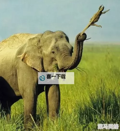 大象回家视频免费观看在线播放:探索归途与家园的感人旅程图1